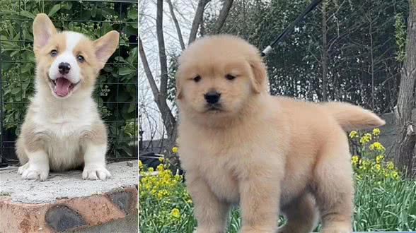 了解狗狗5种叫声，你也会懂家中小宠再说什么啦