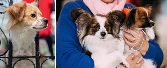 别对蝴蝶犬做这6件事了，不然它会很伤心，觉得你不爱它了