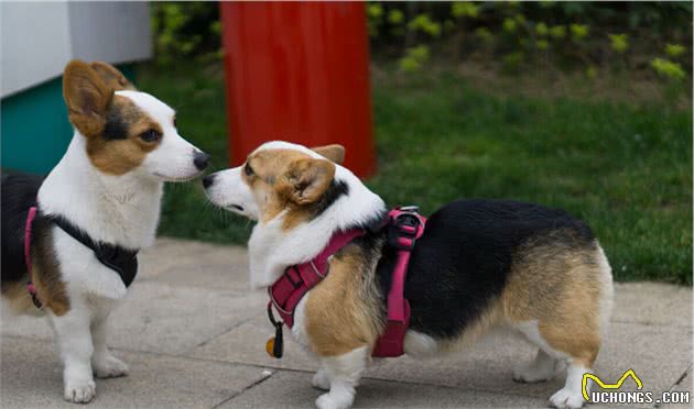 适合别人的狗狗，并不一定适合你！盘点受欢迎犬种的优缺点