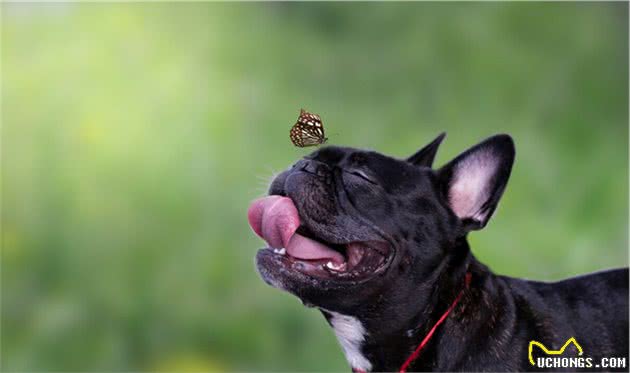 适合别人的狗狗，并不一定适合你！盘点受欢迎犬种的优缺点