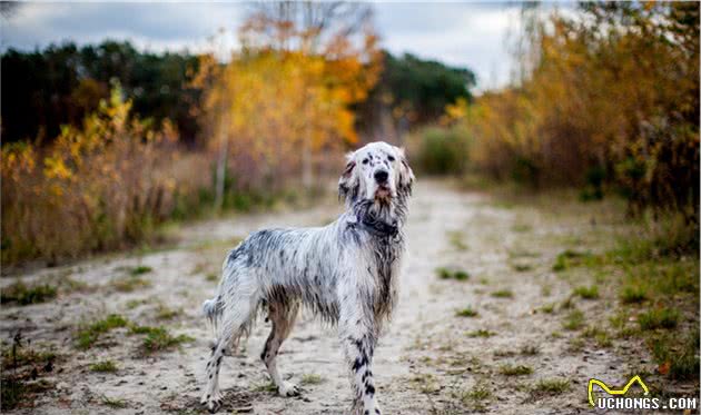 如果在草丛里见到这只英格兰赛特犬，我怕是要把它当做恐怖怪物了