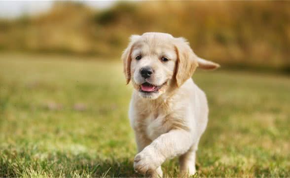 分享买金毛犬比较关键的几个点！