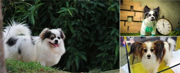 做过这几件事的蝴蝶犬，智商是真的低，养着真心累