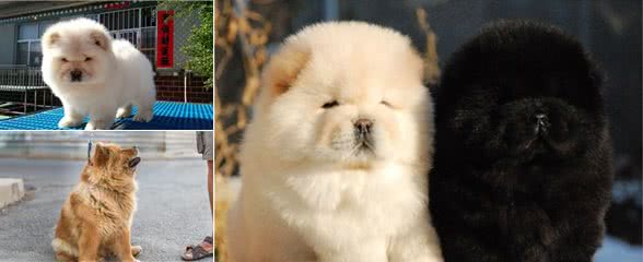 “小狮子”松狮犬,养它的人少,原来是这些原因