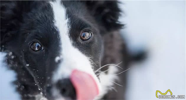 被狗舔一下就暴毙？犬咬二氧化碳嗜纤维菌到底是种什么菌？