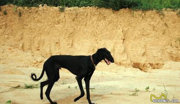 中国本土的古老猎犬，你知道多少呢？