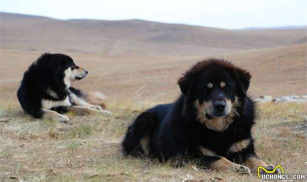 中国本土的古老猎犬，你知道多少呢？