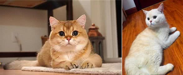 英国短毛猫常见的十种颜色，你都能认全吗？