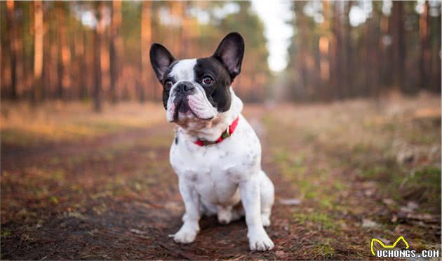 巴哥犬和法斗太难区分了？不，其实它们一点都不像！