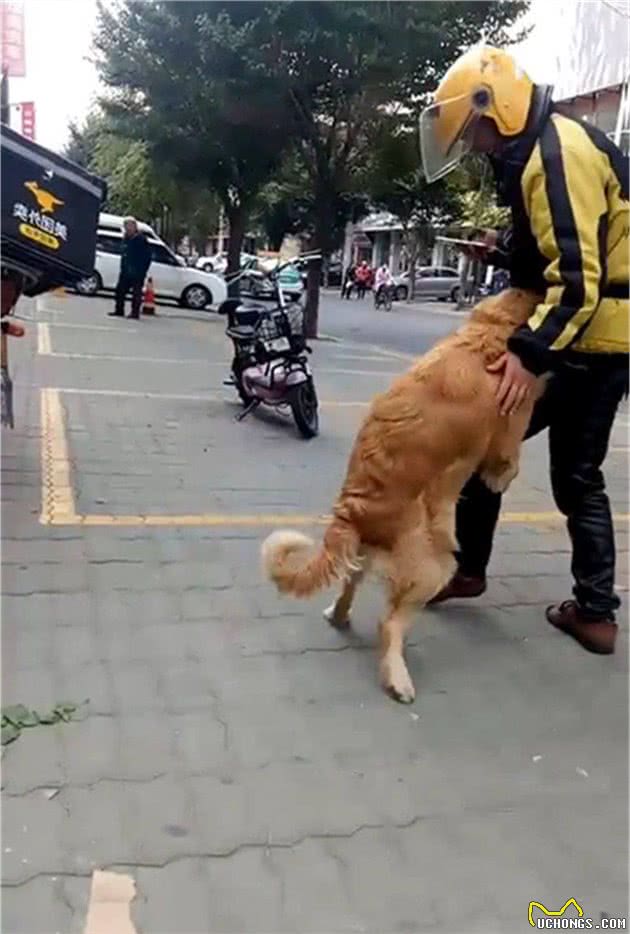 这几种狗“不认主”，谁都可以是它的主人