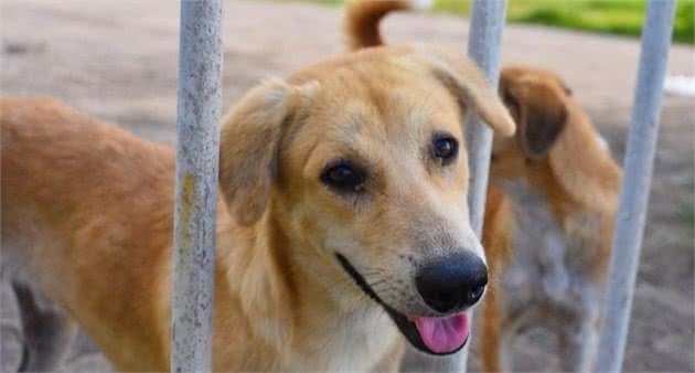 盘点八大国内特色犬种，