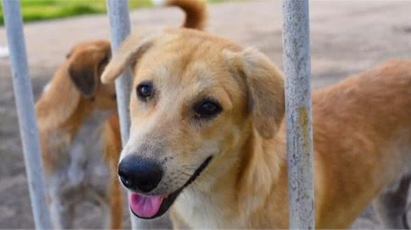 盘点八大国内特色犬种，