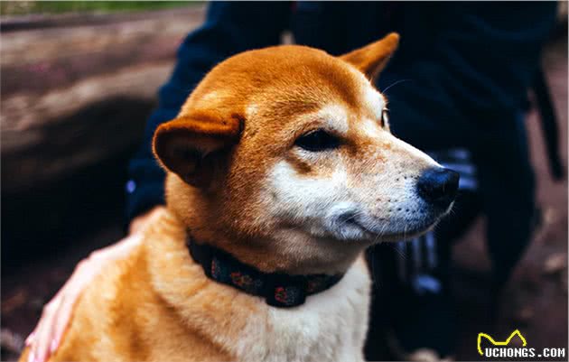 “生命结束”前的柴犬，都有这些迹象，你注意到了吗？