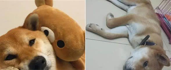 “生命结束”前的柴犬,都有这些迹象,你注意到了吗?