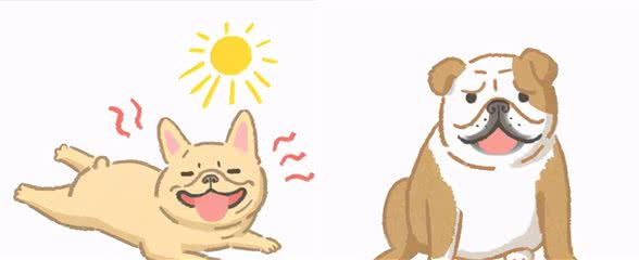 「狗狗保健」短鼻犬饲主必看！三原则陪毛孩安心过夏天