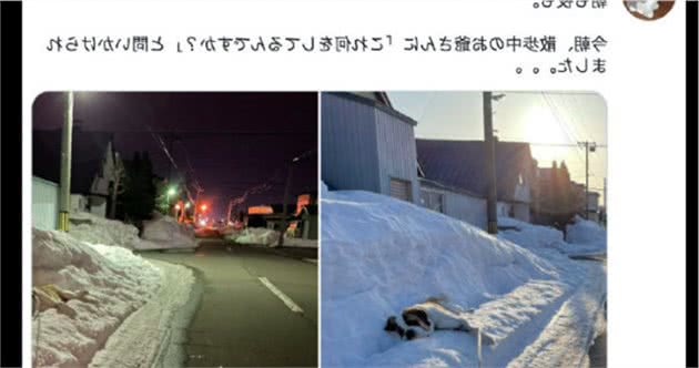 狗狗每次出门散步前，都要躺在雪地里一会再走，狗：让我冷静冷静