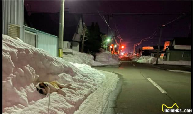 狗狗每次出门散步前，都要躺在雪地里一会再走，狗：让我冷静冷静