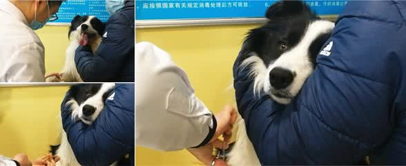 边牧来医院检查,医生刚要给它抽血,狗狗眼睛都瞪大了