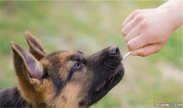 同为警界佼佼者的马犬和德牧，两者之中谁更优秀？