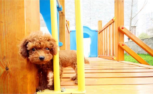 泰迪怎么选择体内驱虫药