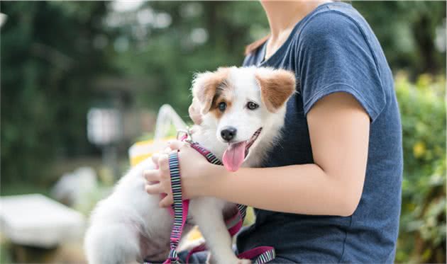 狗狗老了，生活质量就会下降？主人做到这四个，它们依旧能幸福