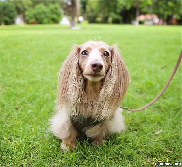 腊肠犬是一种短腿，长身的猎犬其名源于德国，原意＂獾狗＂