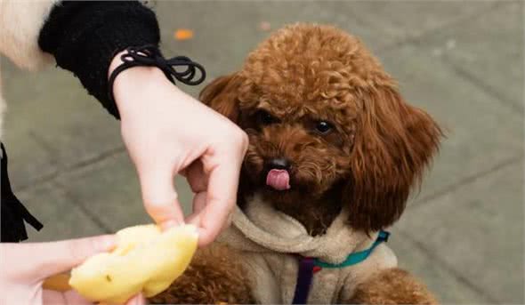 泰迪犬除了吃狗粮，也不要忘记喂这些“蔬果”类