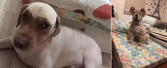 宠物美容师，你过来，我们谈谈心