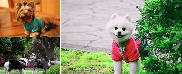 这些公狗的优势，能让你更心动