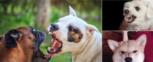 当狗狗做出这5个动作时，就要对你发起攻击了