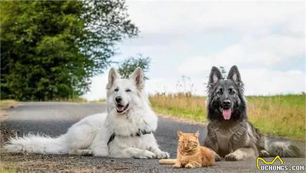 流浪猫被救助后，新家的狗狗对它视如己出，于是一只小狗诞生了