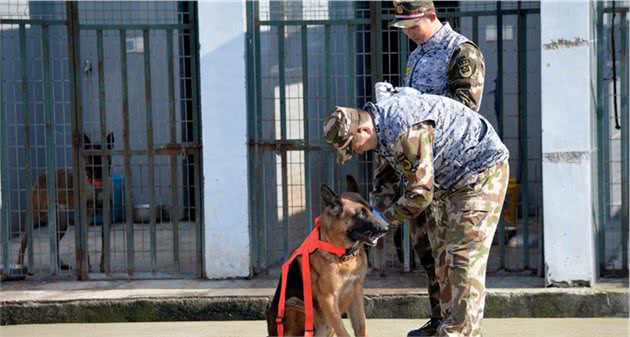 汶川地震，最后一只搜救犬离世，仅汶川一役救15人