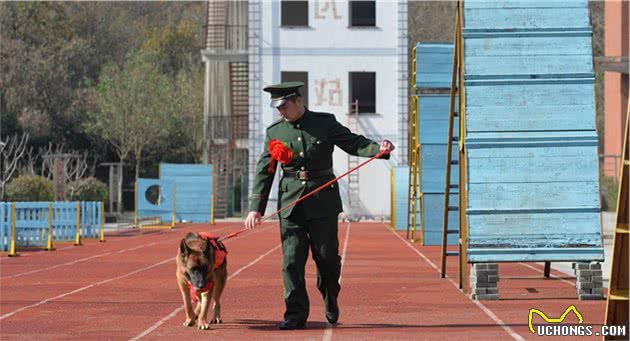 汶川地震，最后一只搜救犬离世，仅汶川一役救15人