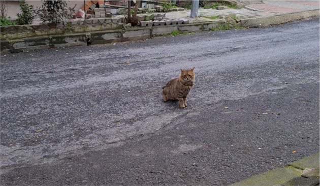 漂亮三花猫，初见面就被人收养，尾巴有特点，却“苦了”狸花猫