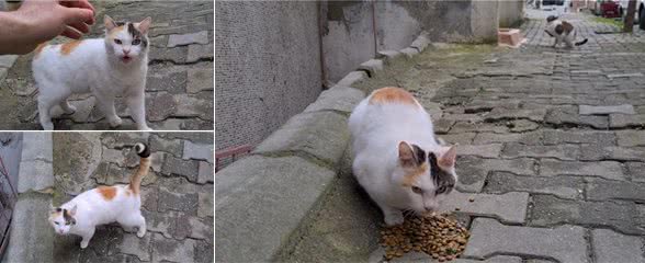 漂亮三花猫，初见面就被人收养，尾巴有特点，却“苦了”狸花猫