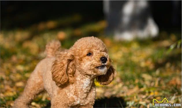 宠物健康：狂犬注射反应引起的皮肤脱毛，如何诊断治疗？