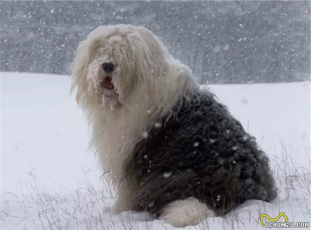 世界犬种-英国古代牧羊犬