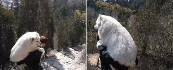狗狗爬山太累不想走路，主人将它背下山，狗：谁还不是个宝宝