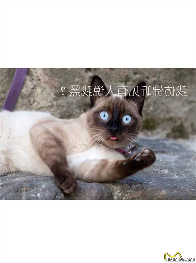 新手养猫之前必看—十分钟带你了解猫（暹罗猫篇）