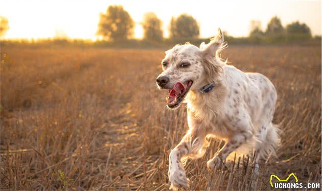 养公犬好还是母犬好？看完这几点饲养差异，你就有答案了