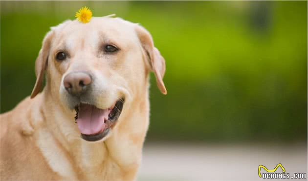 养公犬好还是母犬好？看完这几点饲养差异，你就有答案了