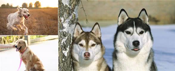 养公犬好还是母犬好？看完这几点饲养差异，你就有答案了