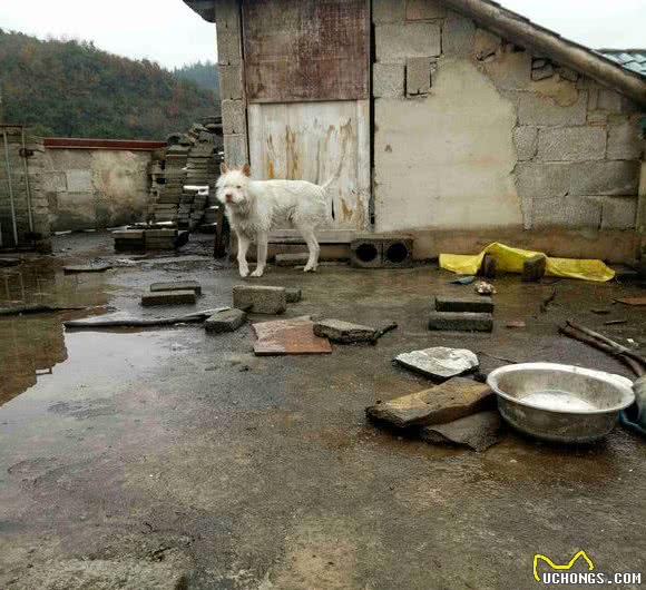 你所不知的中国优秀猎犬—1