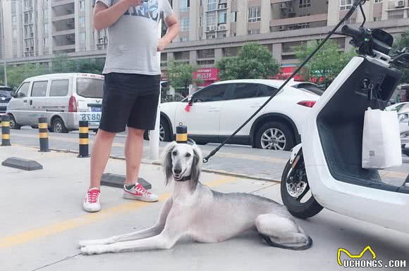 你所不知的中国优秀猎犬—1