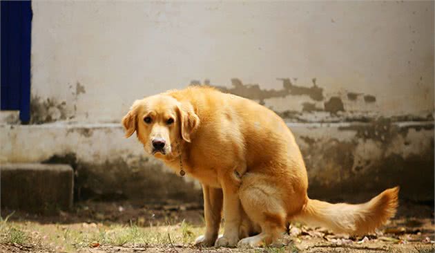 怎么训练狗狗在指定地方上厕所，这些细节一定要注意