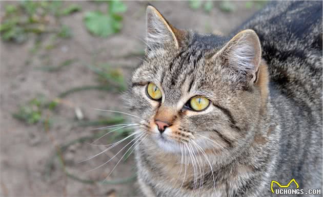 猫咪需要剪耳毛？快住手！“聪明毛”都被你剪没啦