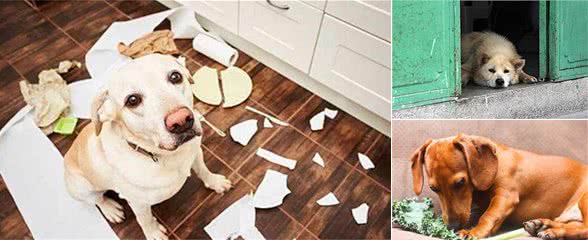 你不在的时候,狗狗会在家做什么呢?