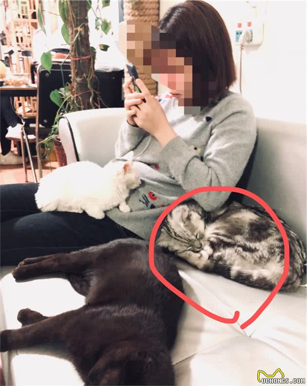 比狗还要大的猫是啥？暹罗猫是天生的贵族？盘点十大最受欢迎的猫