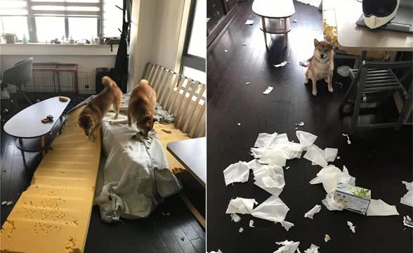 柴犬惯犯合力拆家，肢解沙发还不算，半个月咬断5次网线？