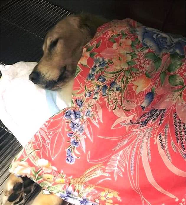 狗狗常见的那些病有哪些？提前了解，有助于更好的预防
